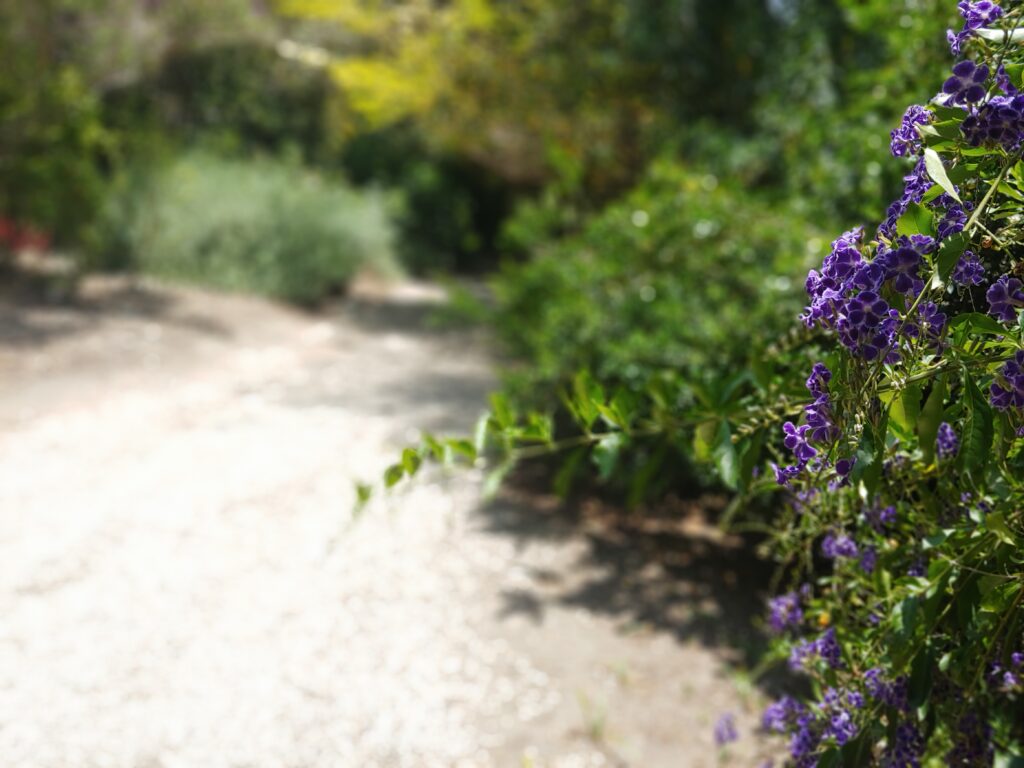 Sunlit gravel path curving past purple flowering shrubs into a shaded garden