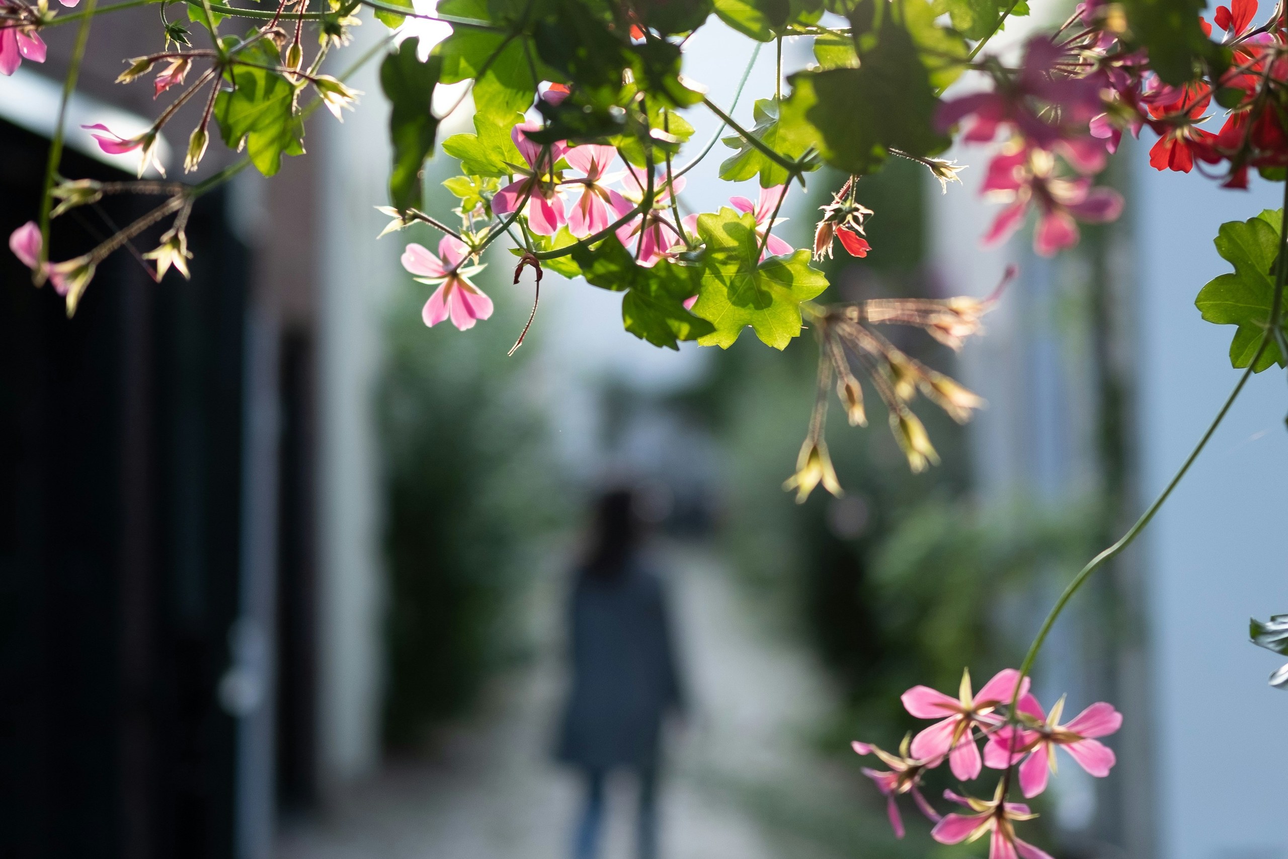 A woman walking away down a narrow garden lane, seen through sunlit geraniums