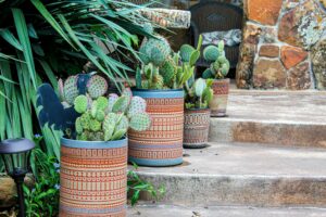 walkway bordered by cactus plants in pots