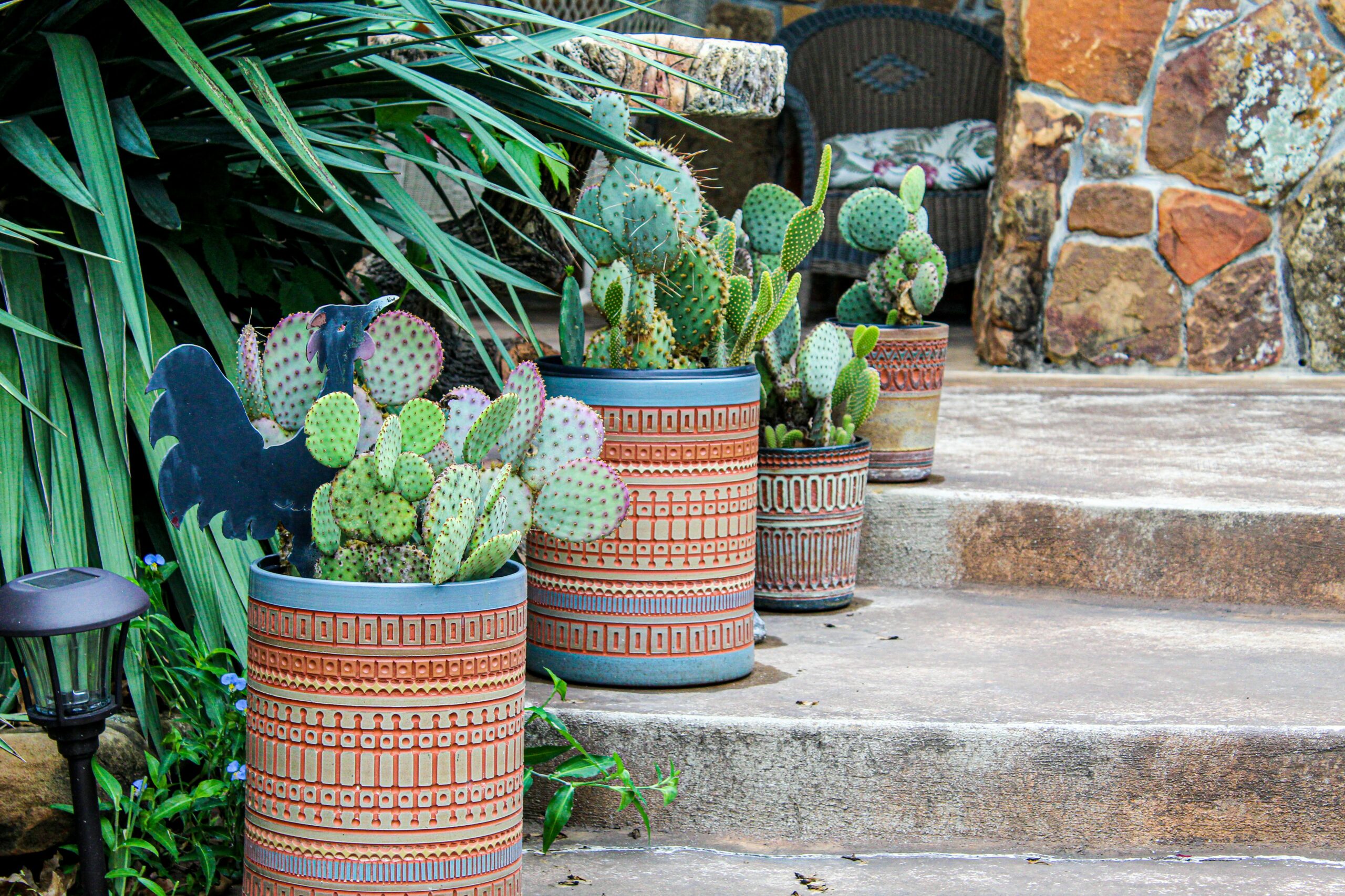 walkway bordered by cactus plants in pots
