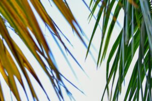 a mutual set of palm fronds in opposing colors